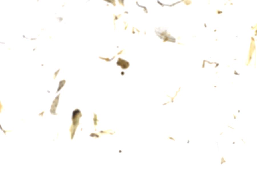 Image 29